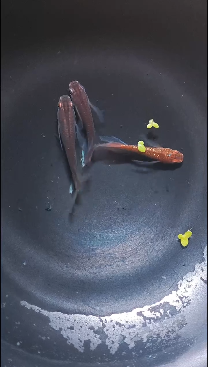 青鳉鱼观背青鳉008