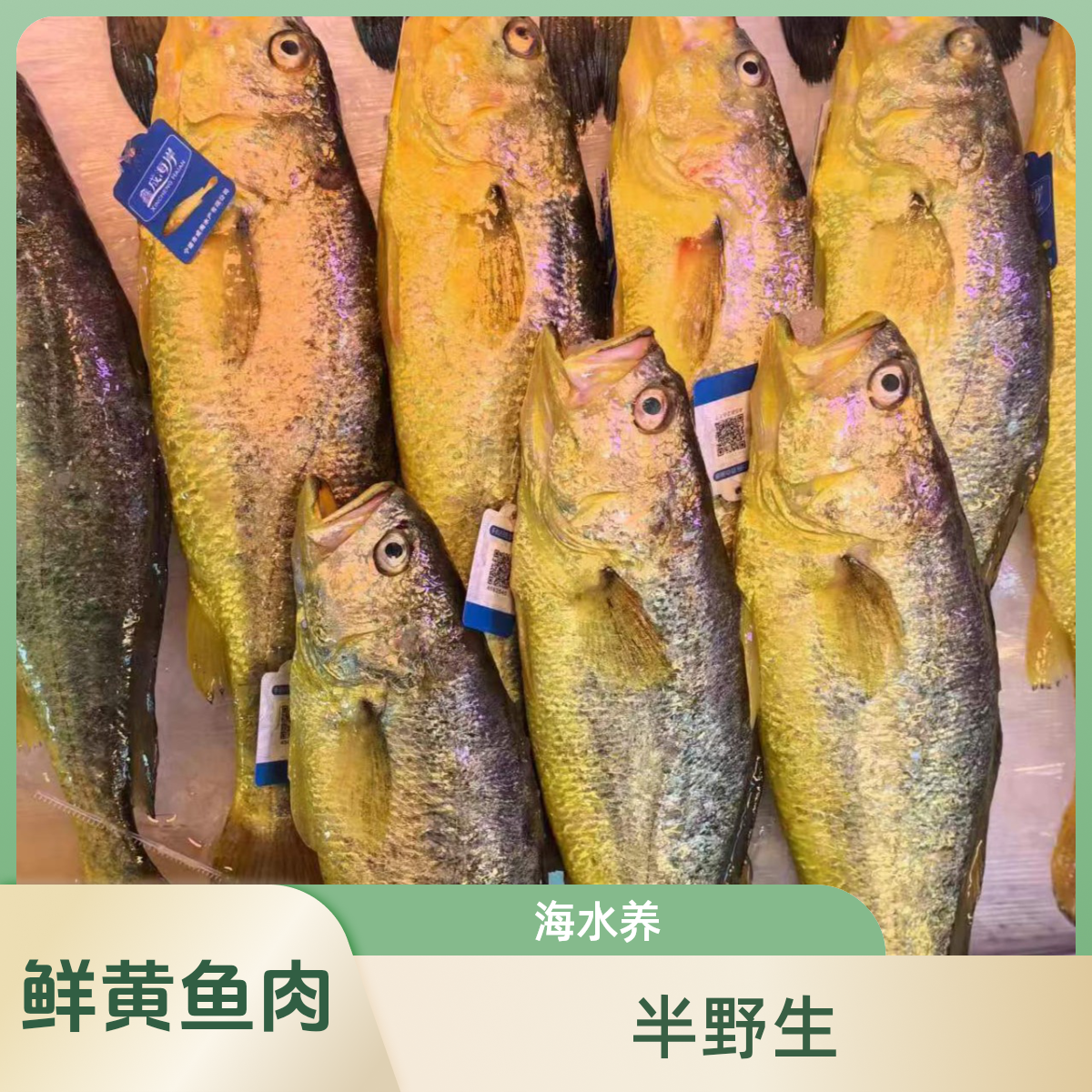 半野生黄鱼（---肉鲜--】42元1条约1.2斤左右
