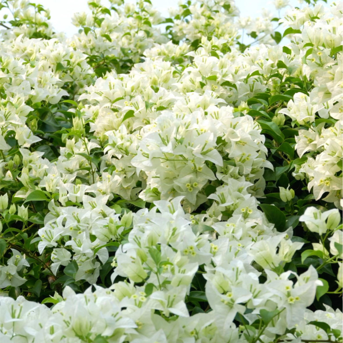 三角梅【白雪公主】伊娃系列勤花四季花开可藤庭院