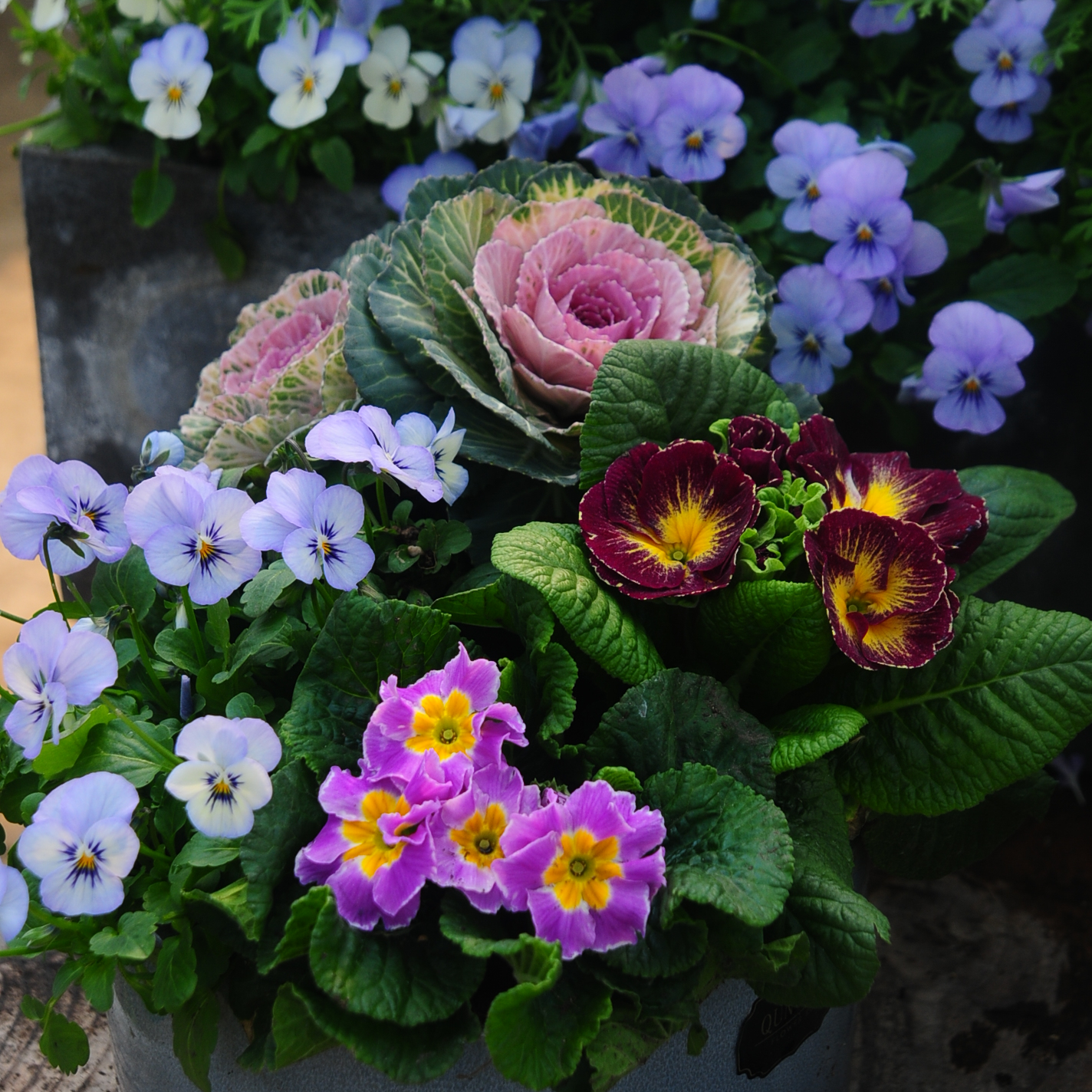 报春系列冬季室外耐寒植物盆栽组合阳台庭院花卉