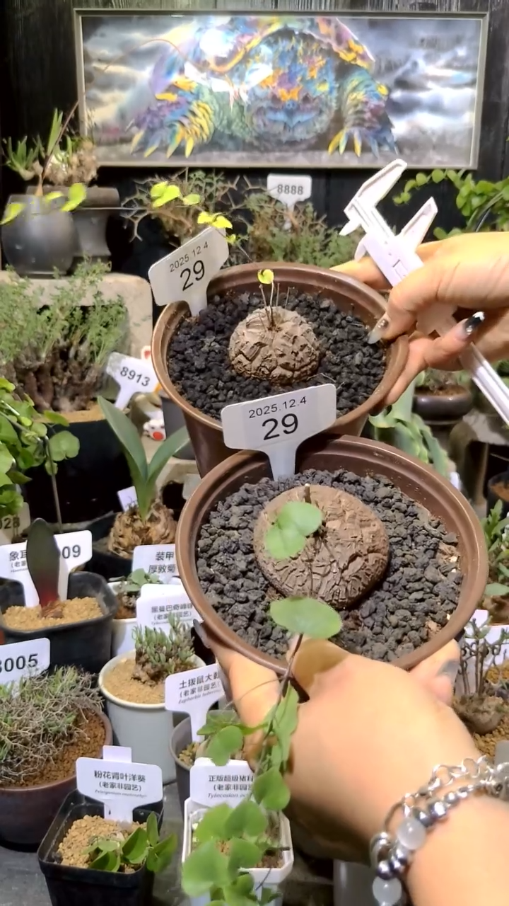 29号1204福利南非龟甲龙买一送一