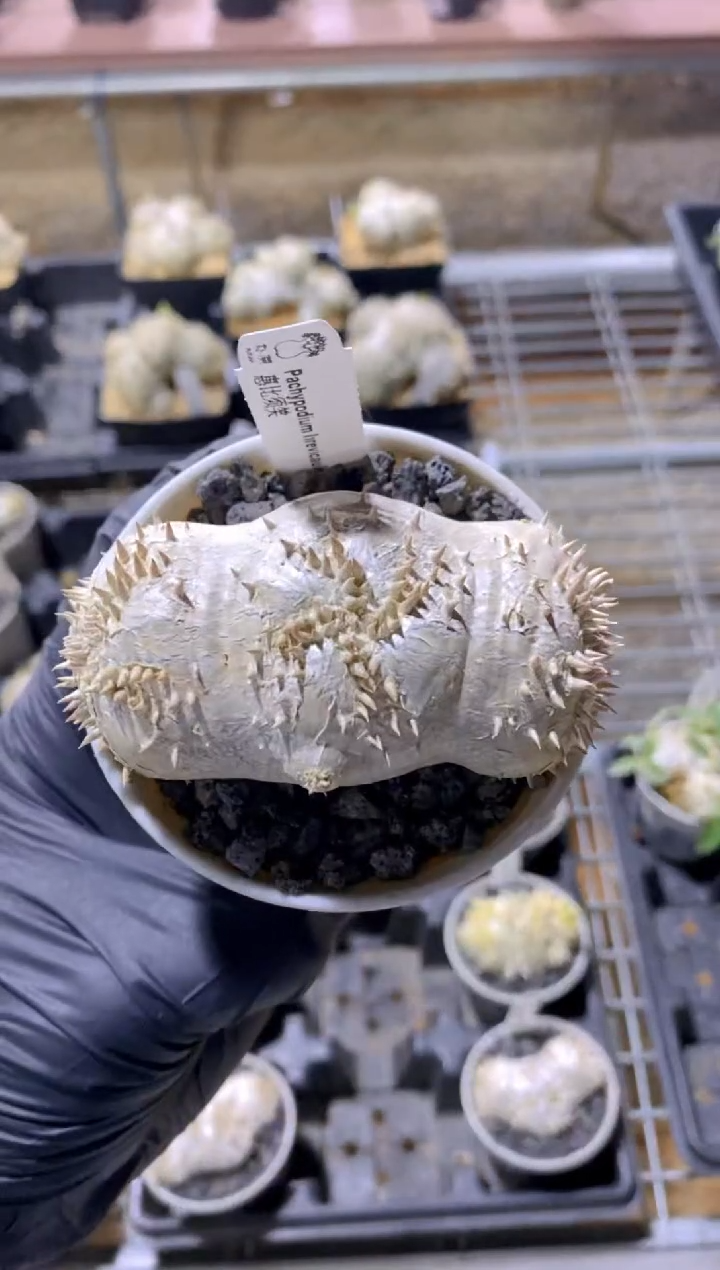 【闪购商品】惠比须笑FB-1124