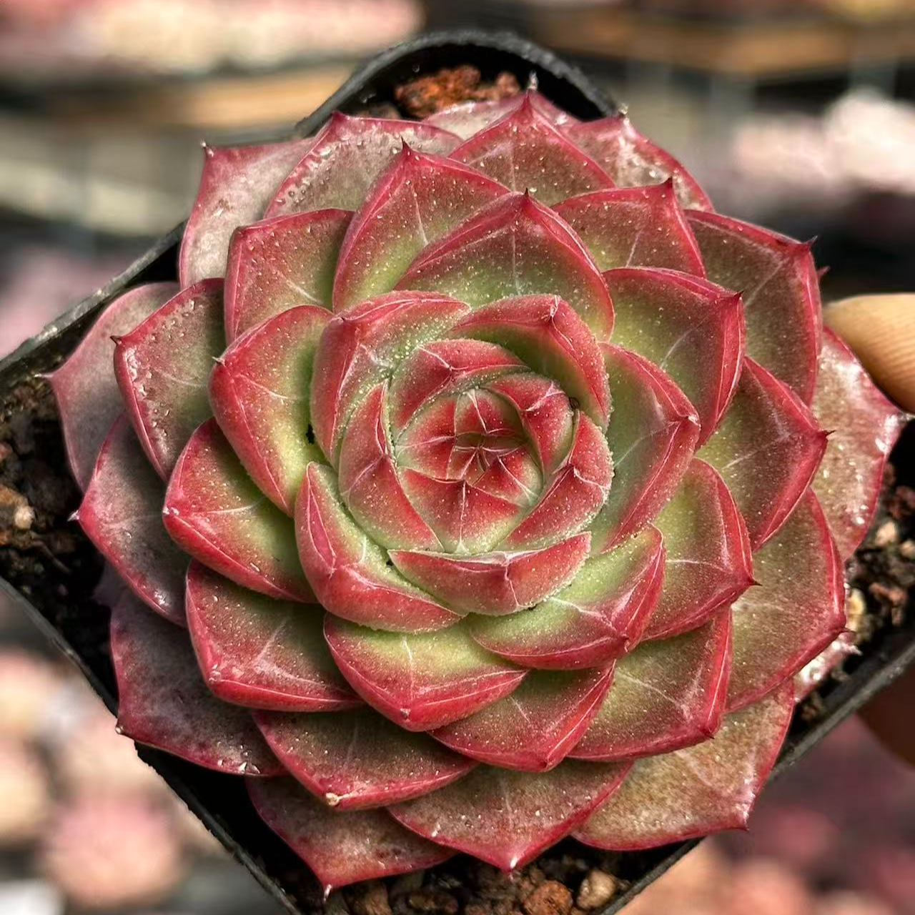 7#爱莎玫瑰多肉植物      前男友精品多肉sm0924