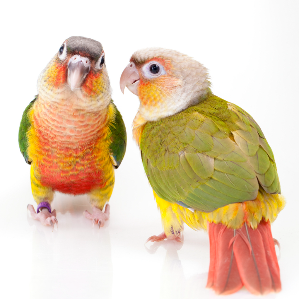 小太鹦鹉活体宠物小鸟鹦鹉活宠鹦鹉手养鹦鹉活物