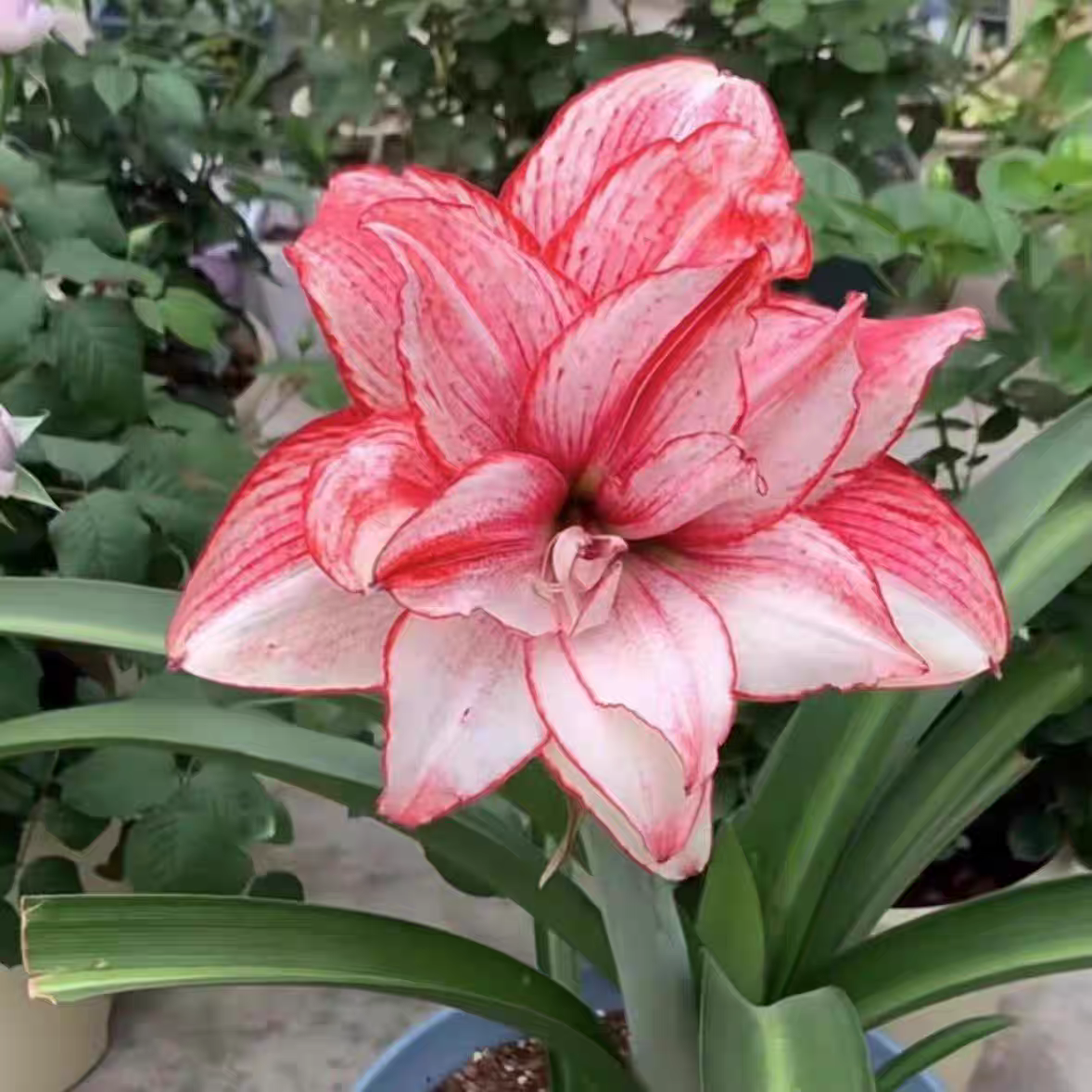 白鬼-朱顶红种球适合室内阳台庭院种植