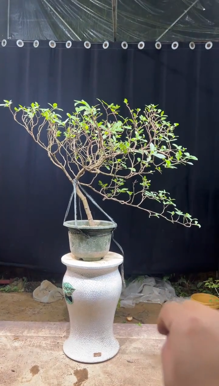 当前无花朵，栽培后可花朵侽**1 海岛栀子花