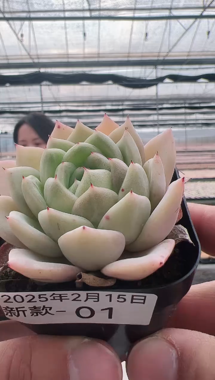 【闪购商品】新款多肉-1