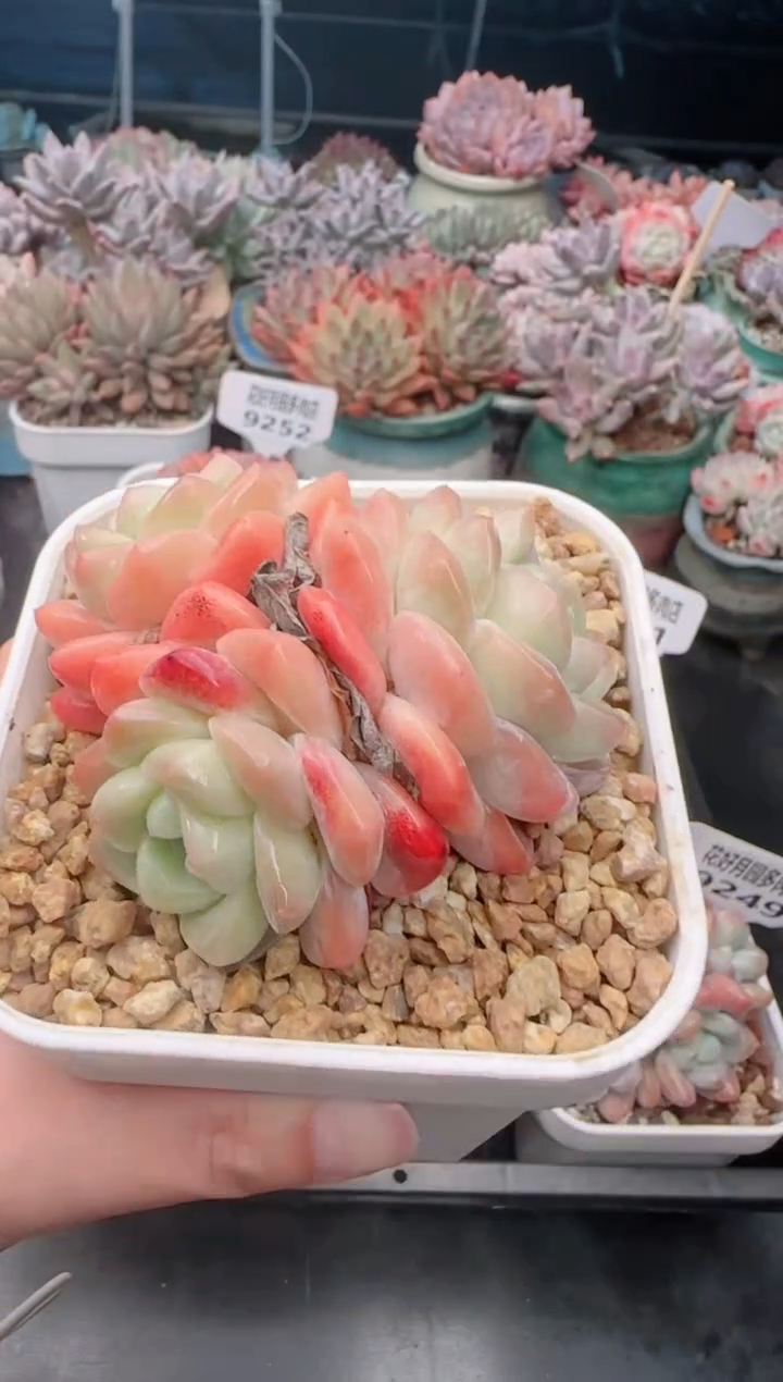 【闪购商品】9253.