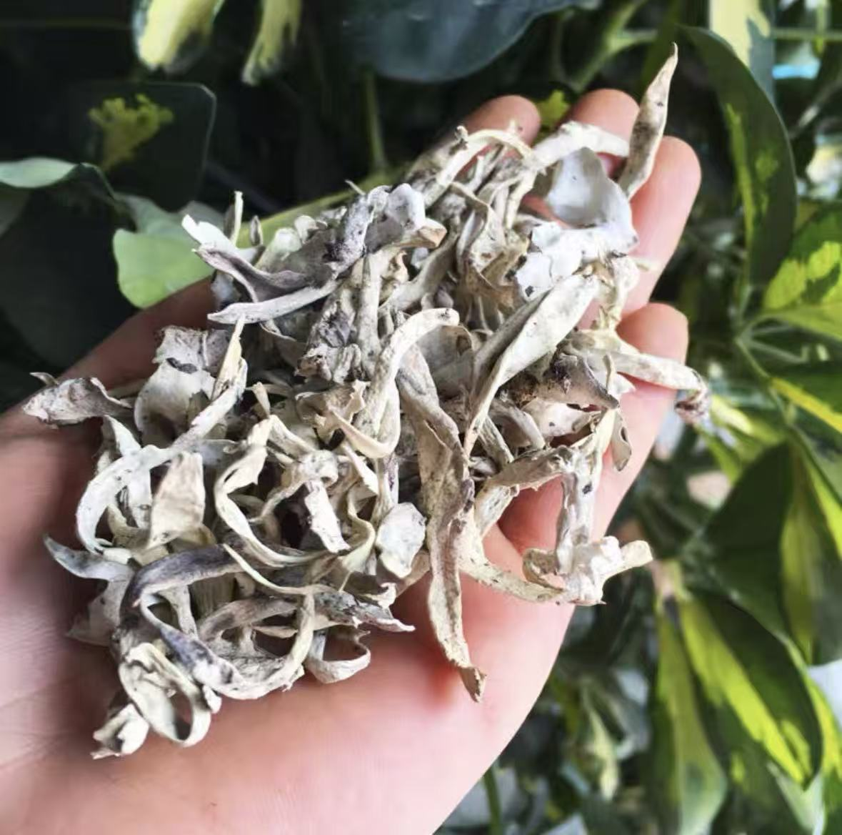 BY高山白雪茶         