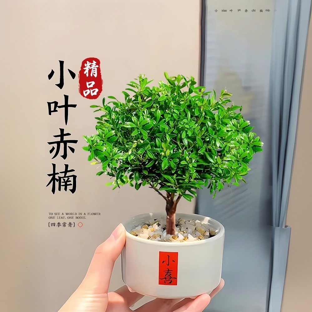 小叶赤楠盆景办公室内旺宅植物桌面迷你小盆栽绿植摆件四季好养活