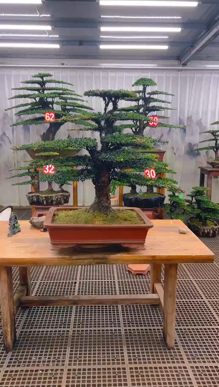 无花朵云*精品盆景直播间一物一拍