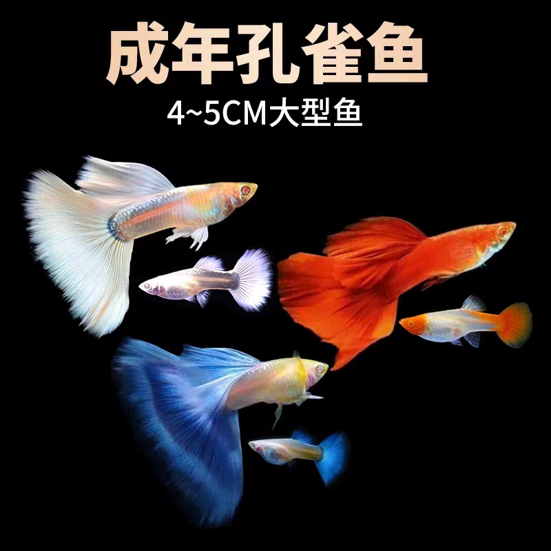 【6品种彩色福利】8条+4条备损鱼2-3cm纯种孔雀鱼好养易繁殖热带鱼