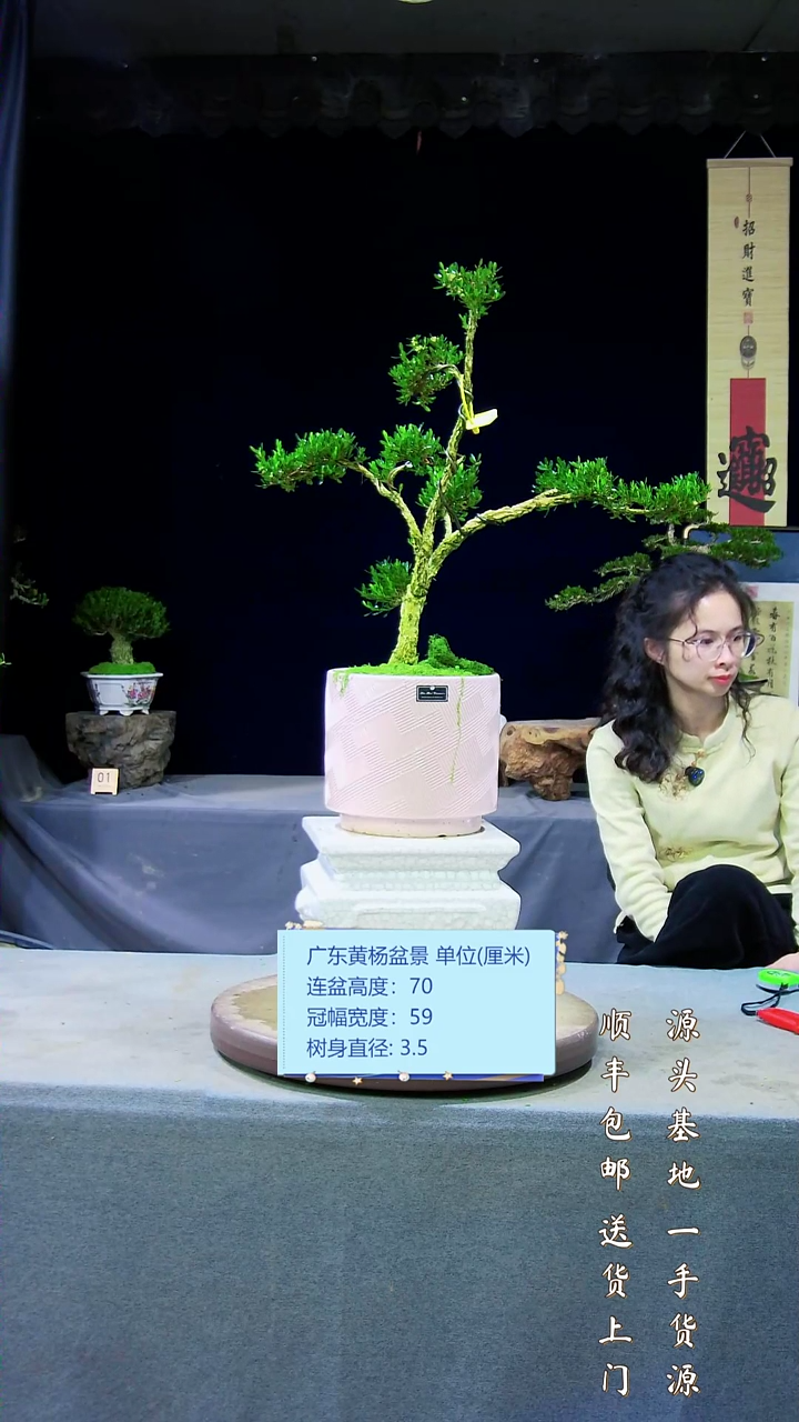 【闪购商品】黄杨盆景艺术黄杨盆景艺术