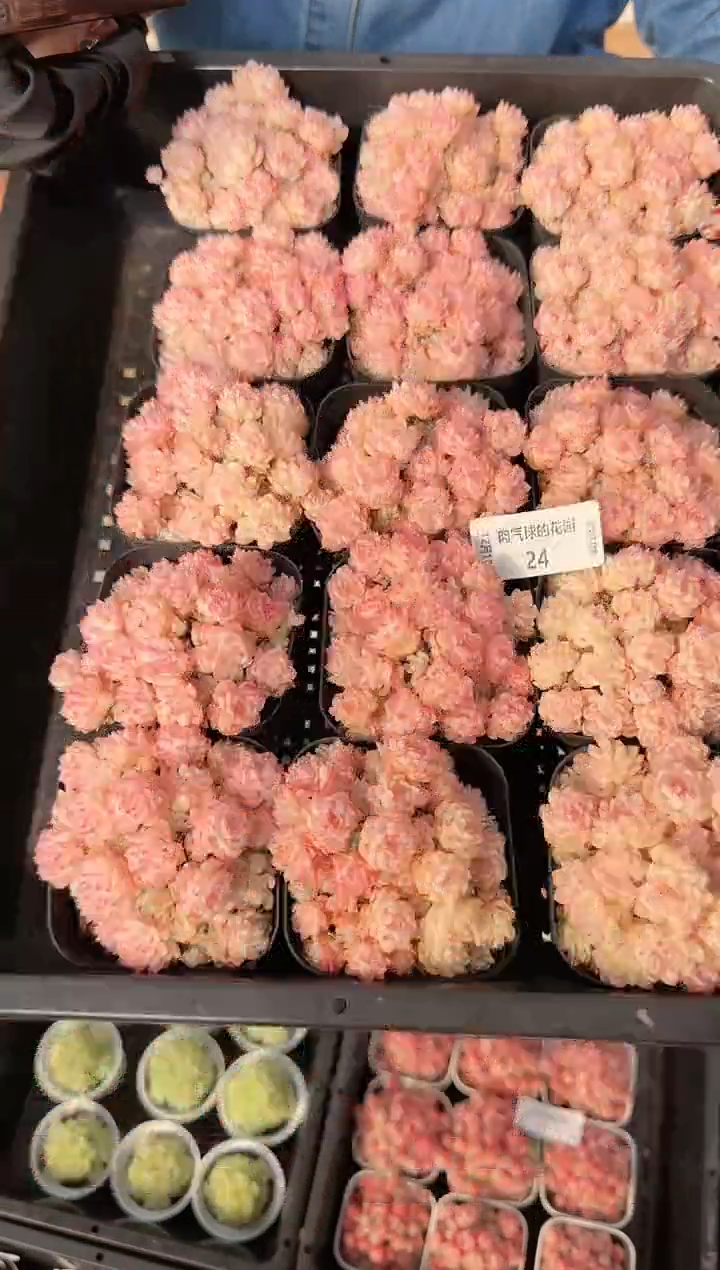 1218-24多肉量拍任意发一颗群生不包整