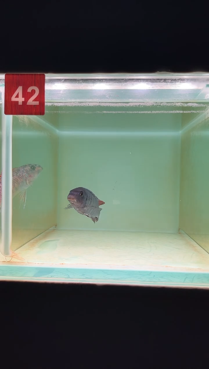 海水三湖慈鲷野生