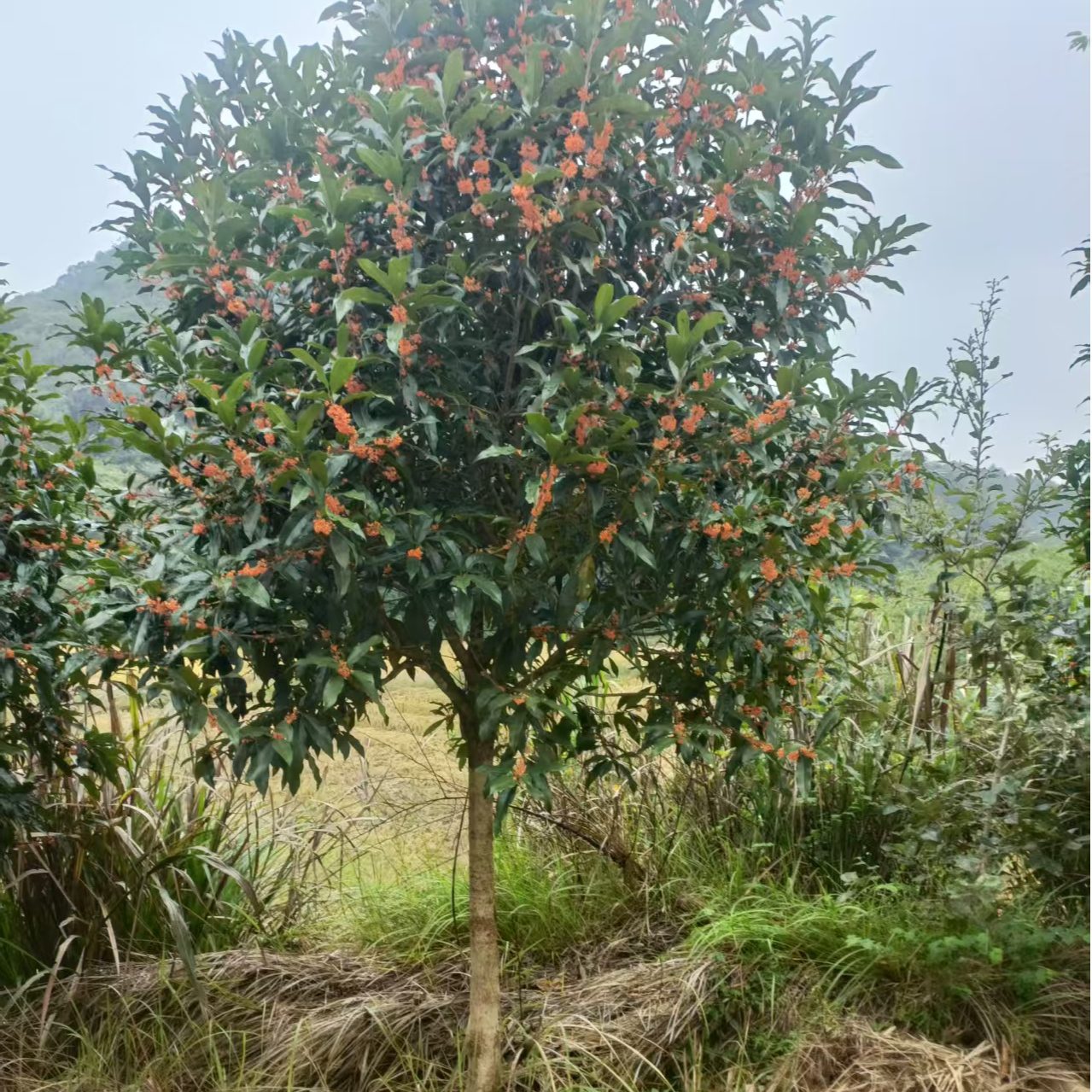 种植苗圃基地林场直销别墅庭院园林绿化工程精品花卉苗木造型树木