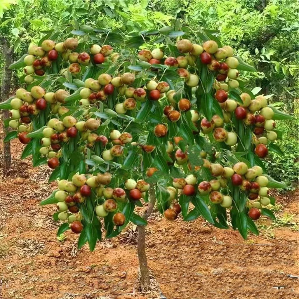 枣树活苗沾化冬枣葫芦树苗南方北方种植庭院地栽果树果苗当年结果