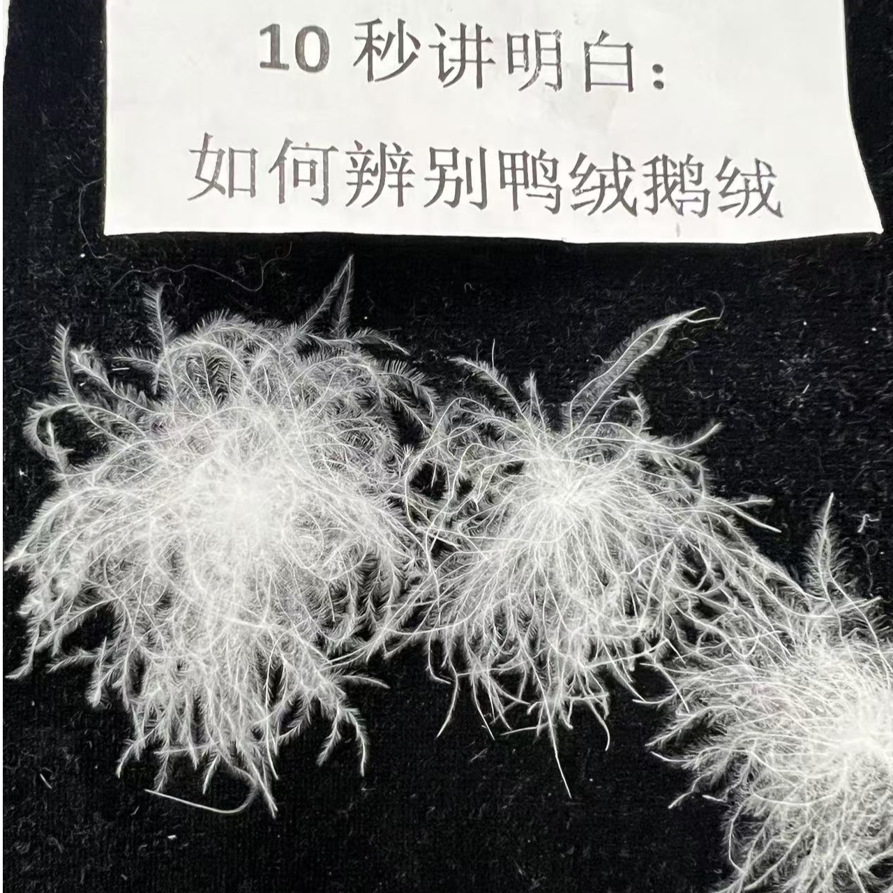 现场充绒羽绒被 95白鸭绒吊吊绒 160s锦柔棉糯小棉高档酒店羽绒被