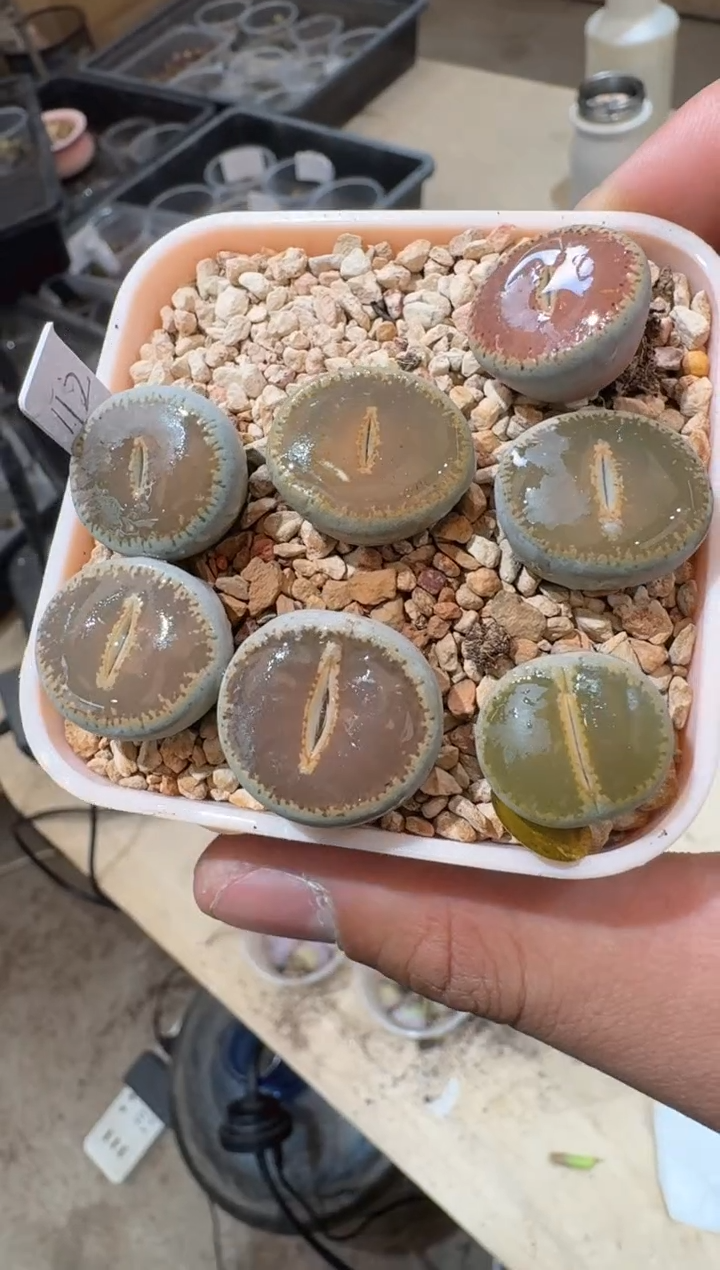 9-289多肉植物肉锥