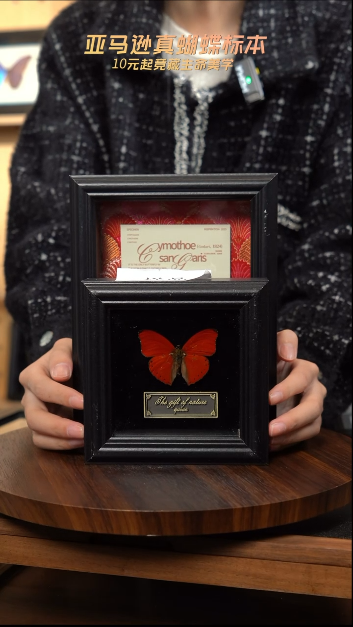 血漪蛱蝶4寸黑色方框