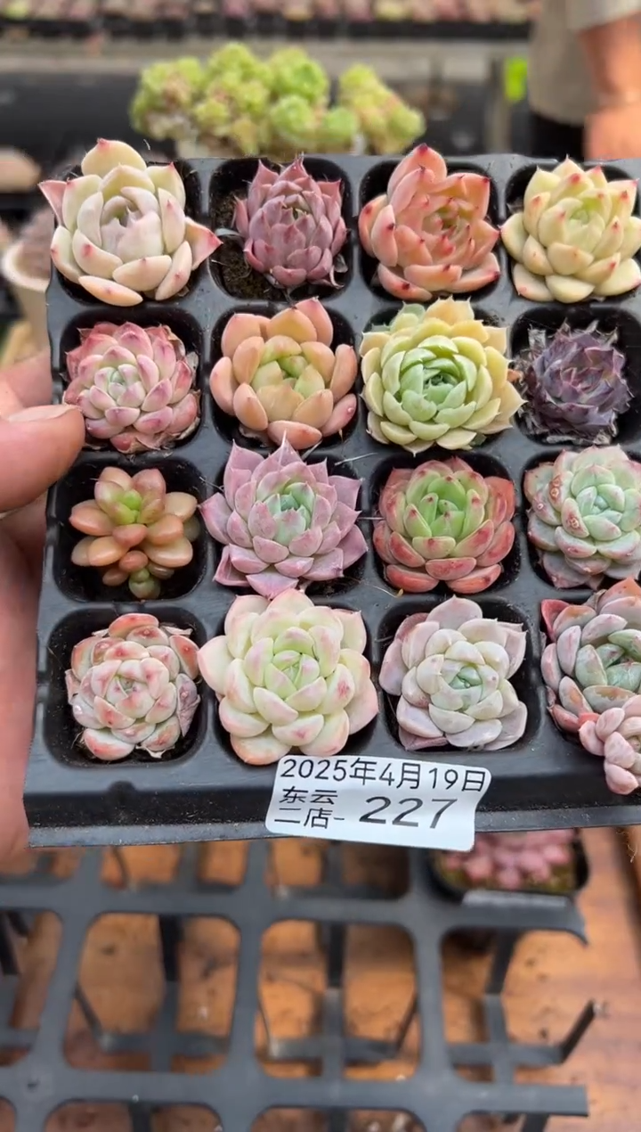 东云多肉园二店-227