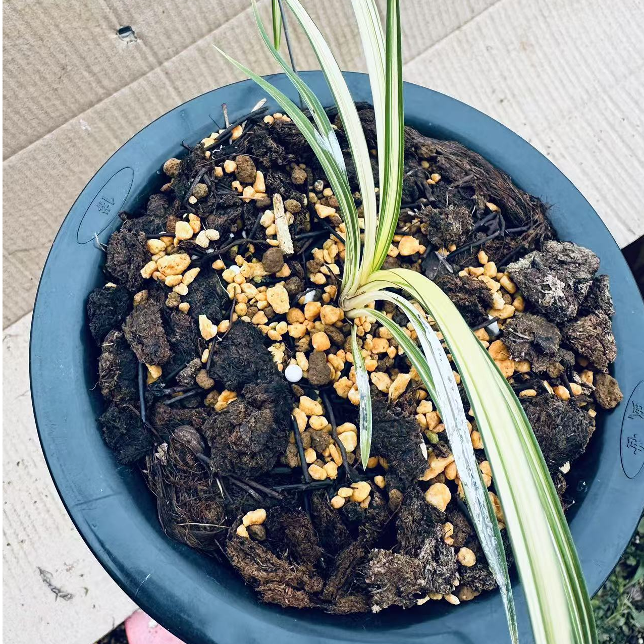 兰花（下单前咨询主播，私拍不发货哦）