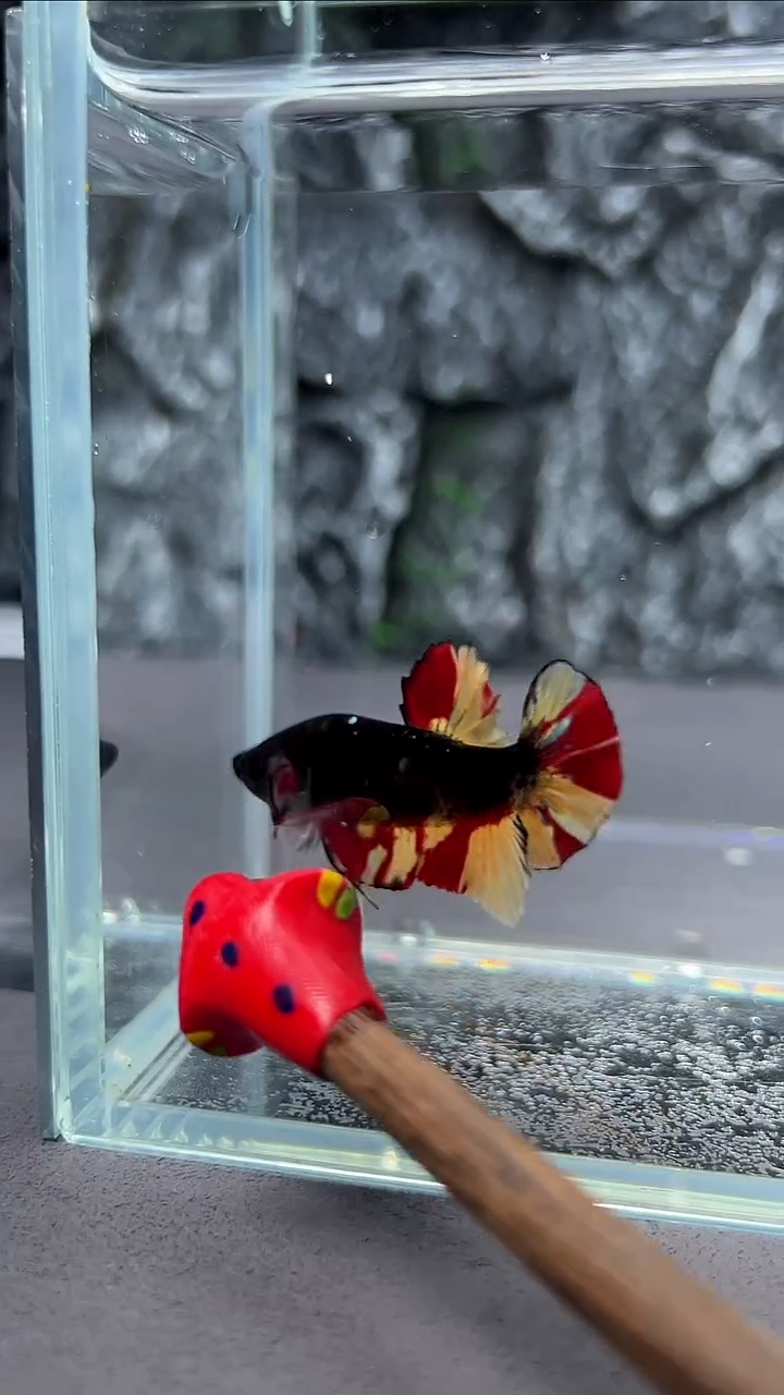 斗鱼竞拍链接A010