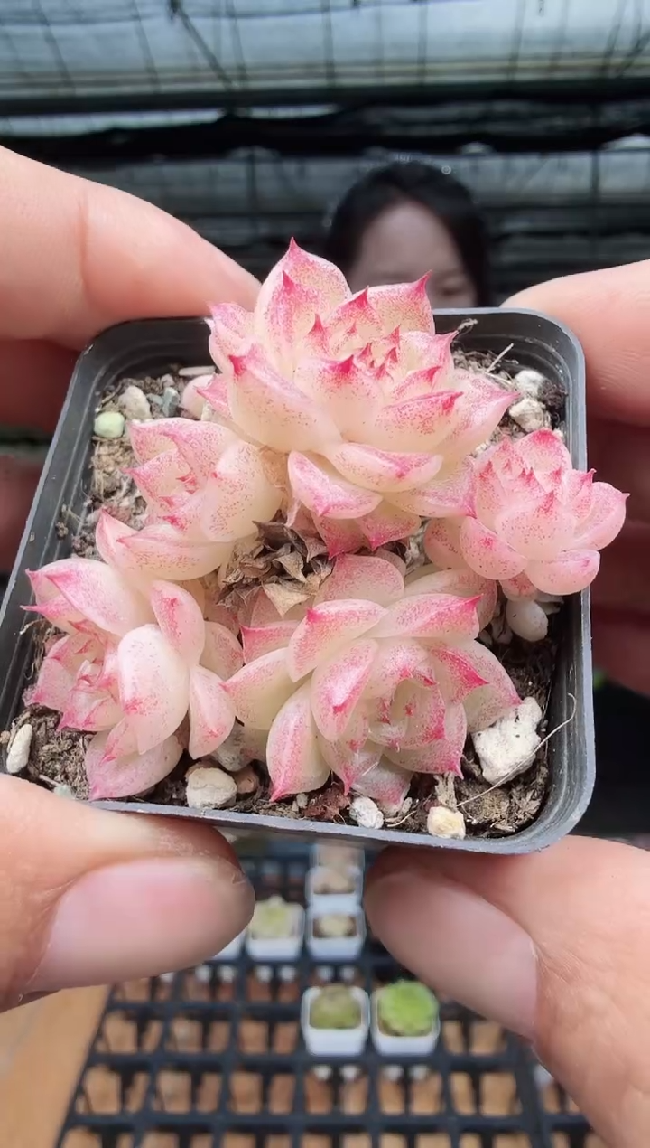 东云多肉园新款-150