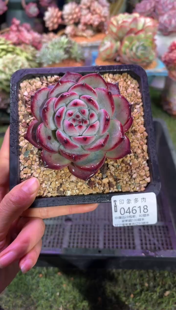 【闪购商品】04618