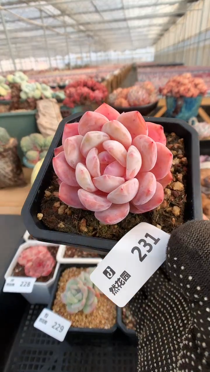 【闪购商品】231双头有砍雪天使一物一拍