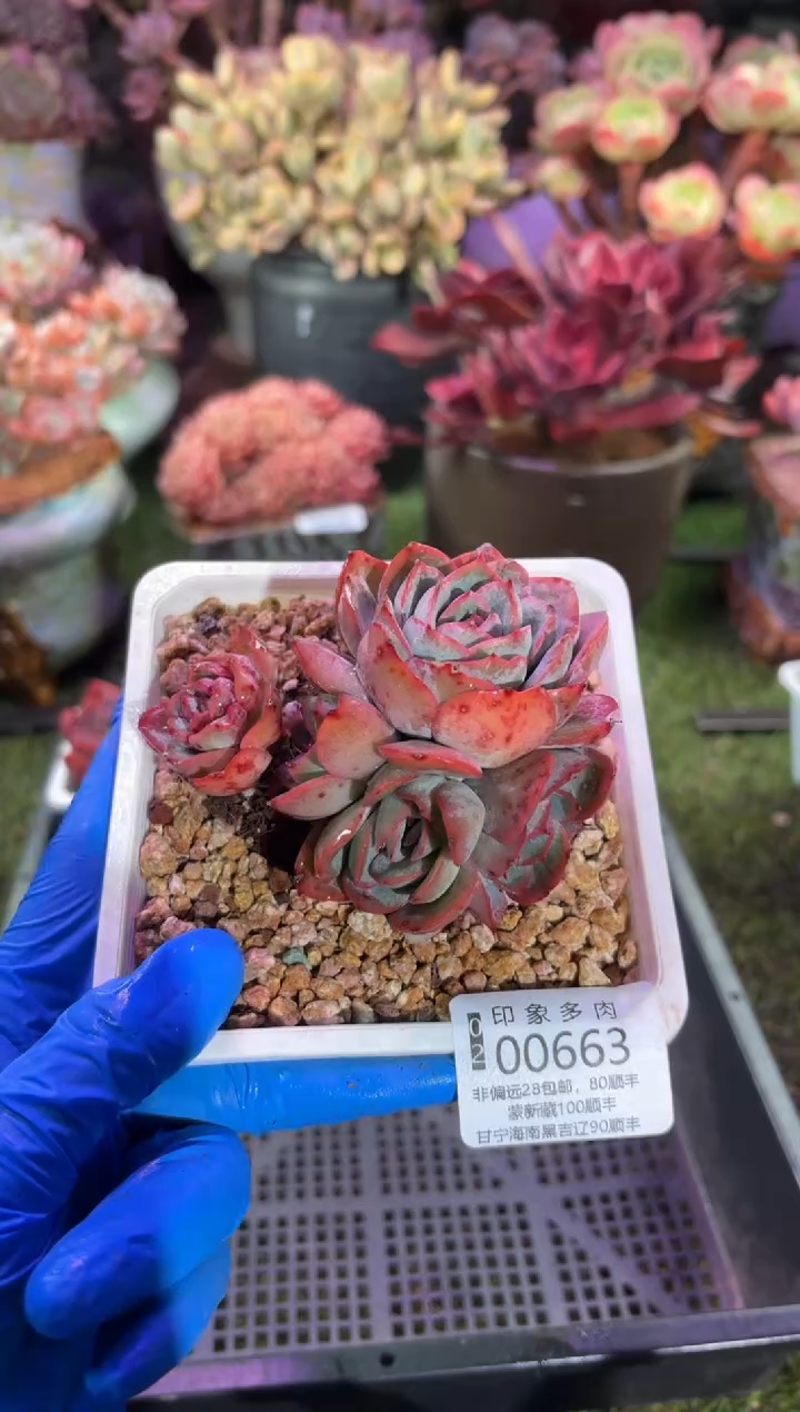 【闪购商品】00663