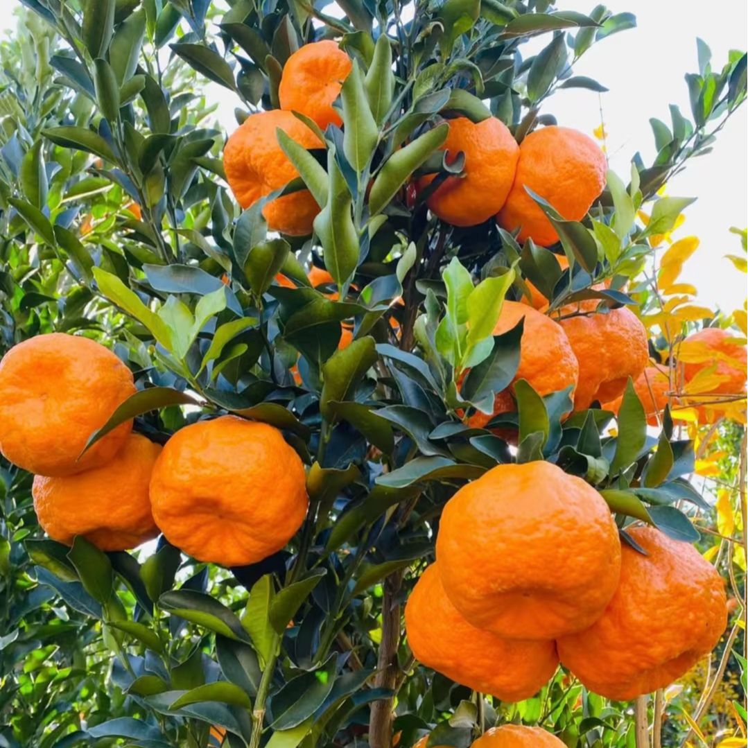 四川眉山碰柑新鲜水果农家自种当季薄皮孕妇可食可榨汁芦柑柑橘