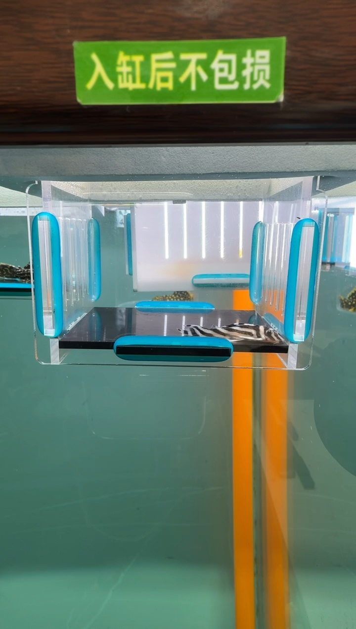 清道夫鱼015号046入缸不包损录制完整开箱视频3.7厘米