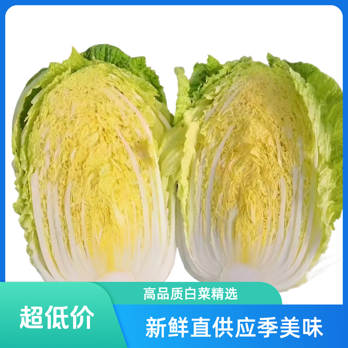 博士农场黄心大白菜1500-2000g