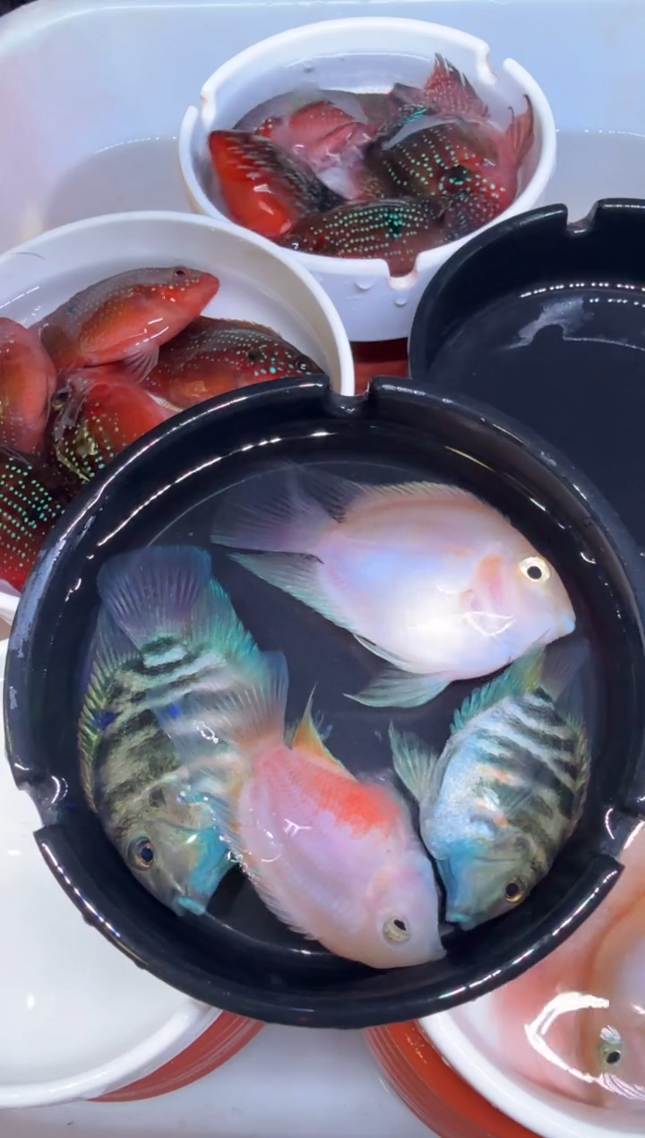 鹦鹉鱼2队鹦鹉鱼