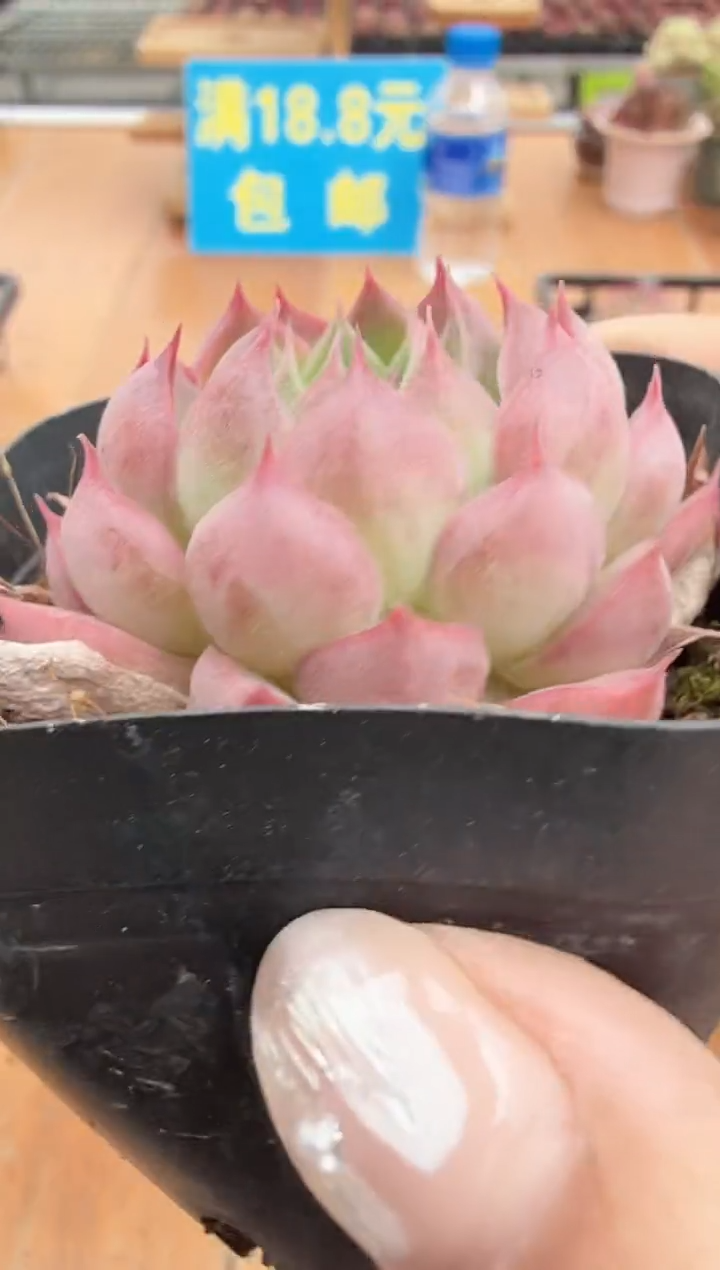 东云多肉园二店-257