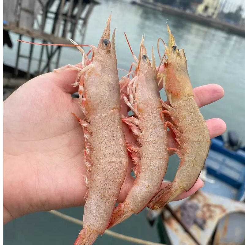 3斤天然海捕野生海麻虾（明卢）纯天然野生海捕顺丰包邮