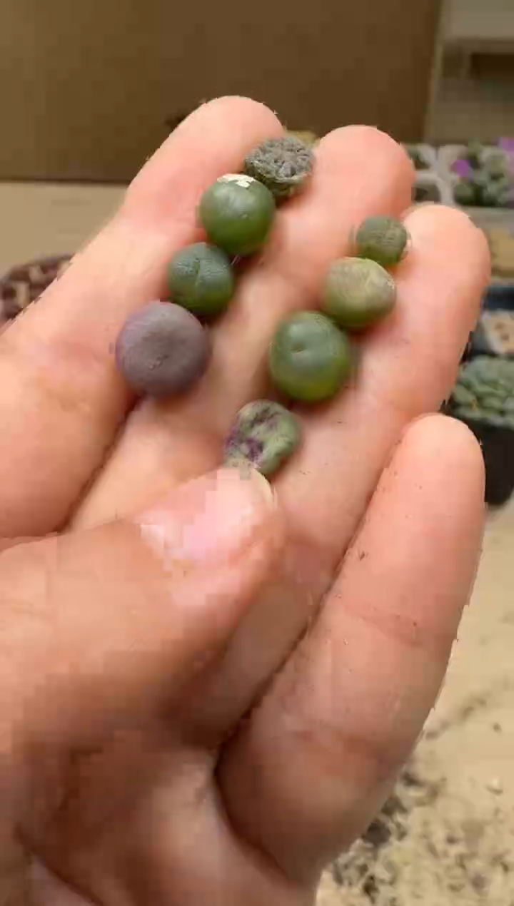 9-59多肉植物肉锥