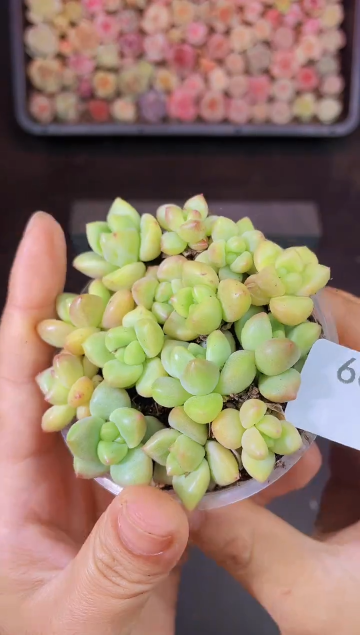 664迷雾森林一物一拍一组