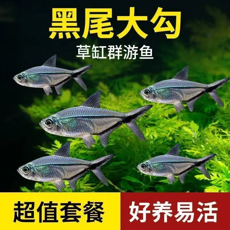 黑尾大勾鱼小型热带鱼活体扯旗灯鱼灯科鱼草缸群游鱼鱼苗观赏鱼