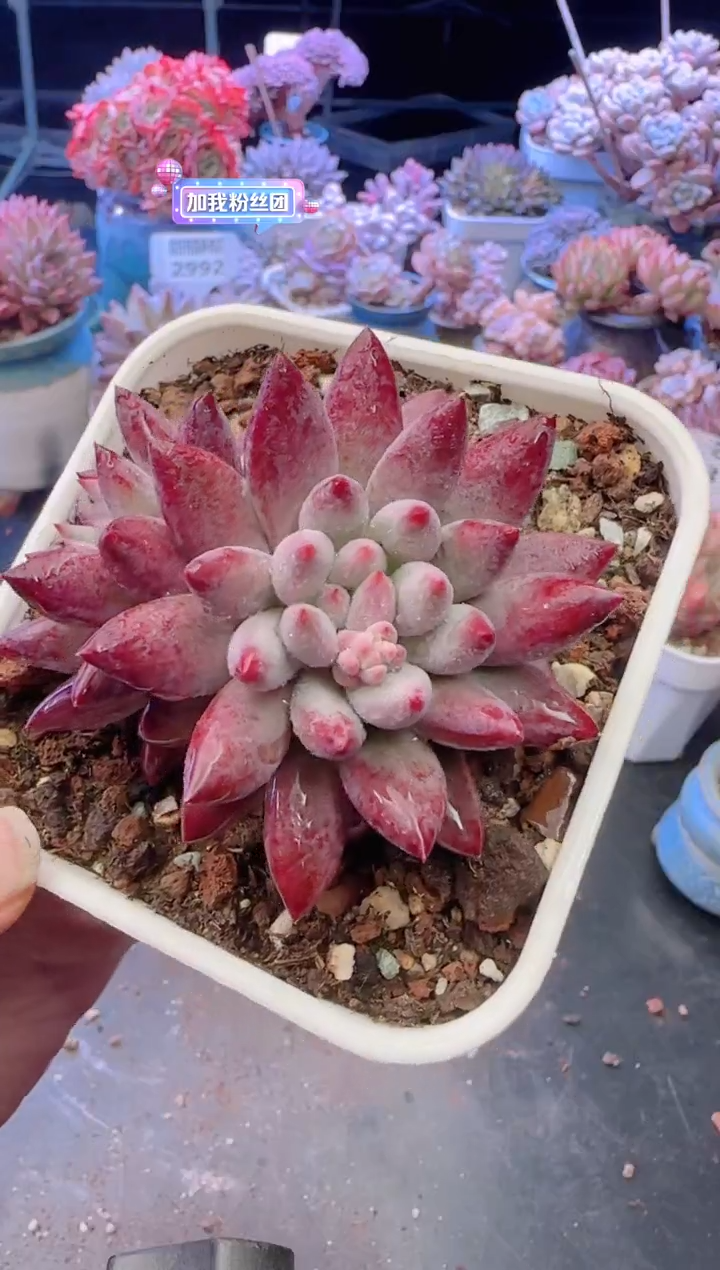 【闪购商品】3141.