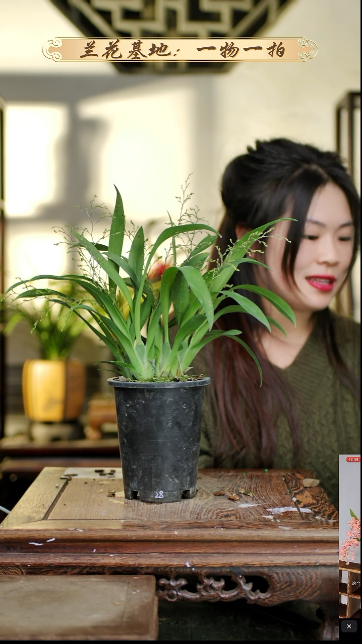 完全开放梦香兰小蜜蜂
