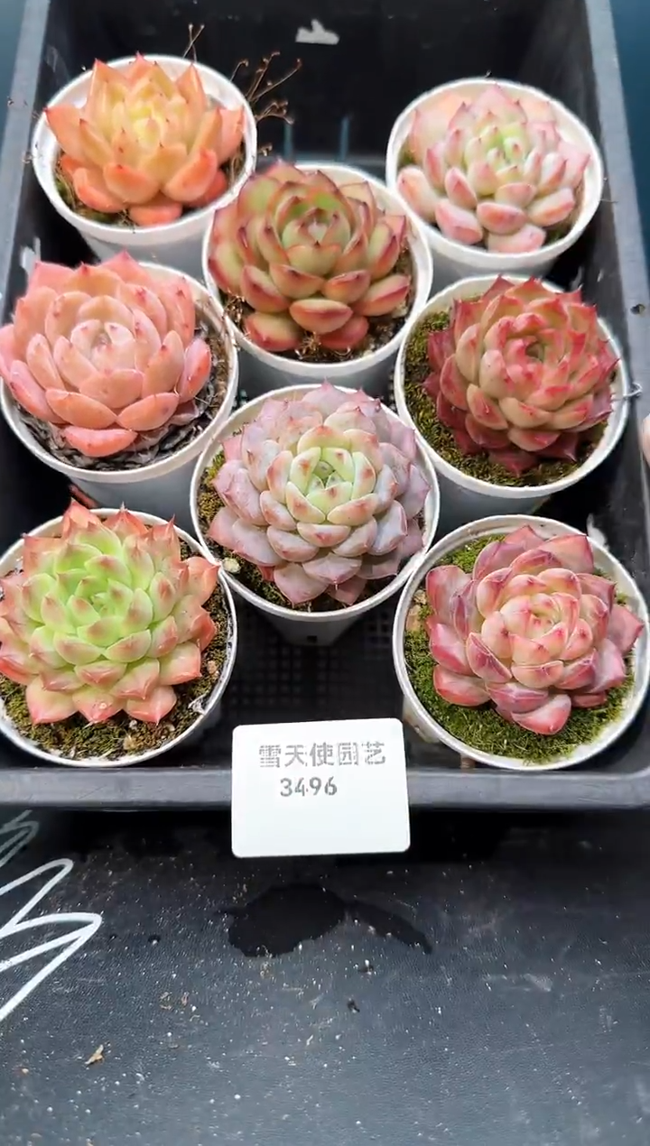 3  496  多肉 8  颗