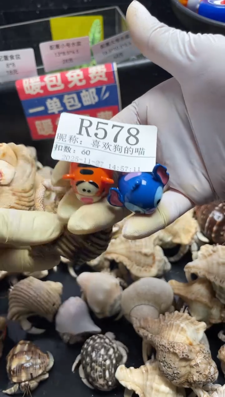 喜***喵陌派帝国寄居蟹578