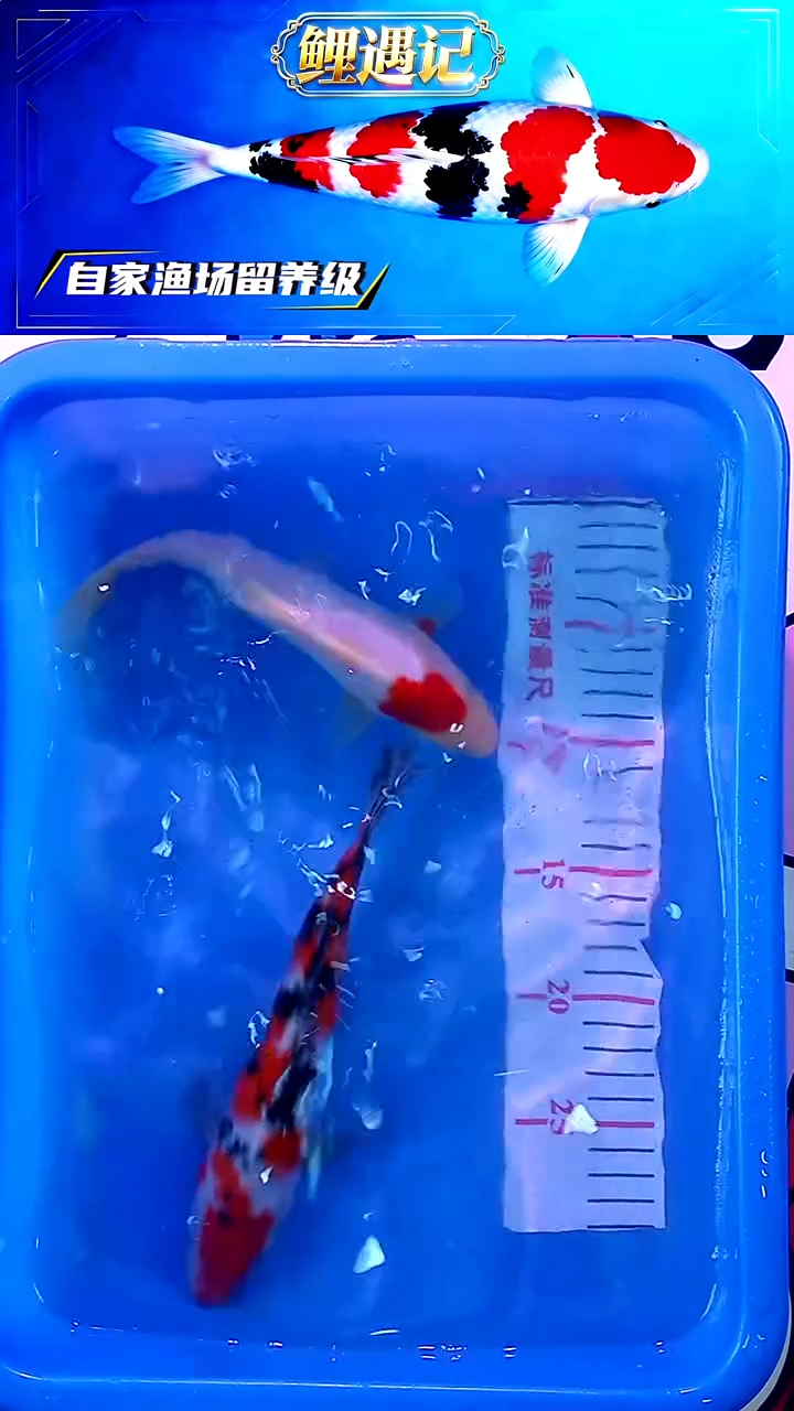 锦鲤12月23日锦鲤47