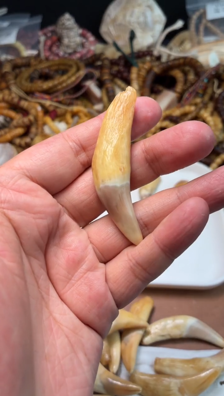 骆驼牙吊坠滨*杂件217-0骆驼牙吊坠