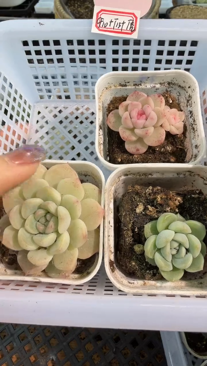 CF10+T13+T秃/五方3盆量拍混发