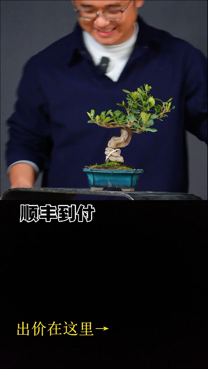 无花朵a336达摩栀子bubaoyou