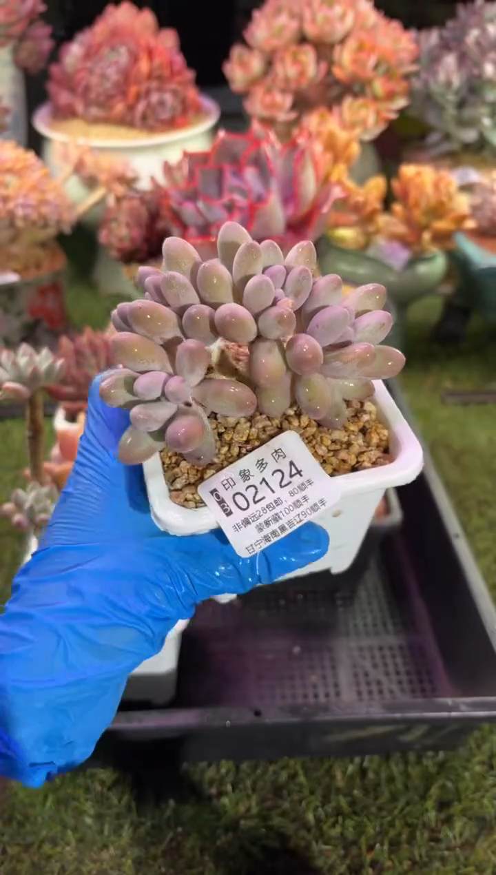 【闪购商品】02124