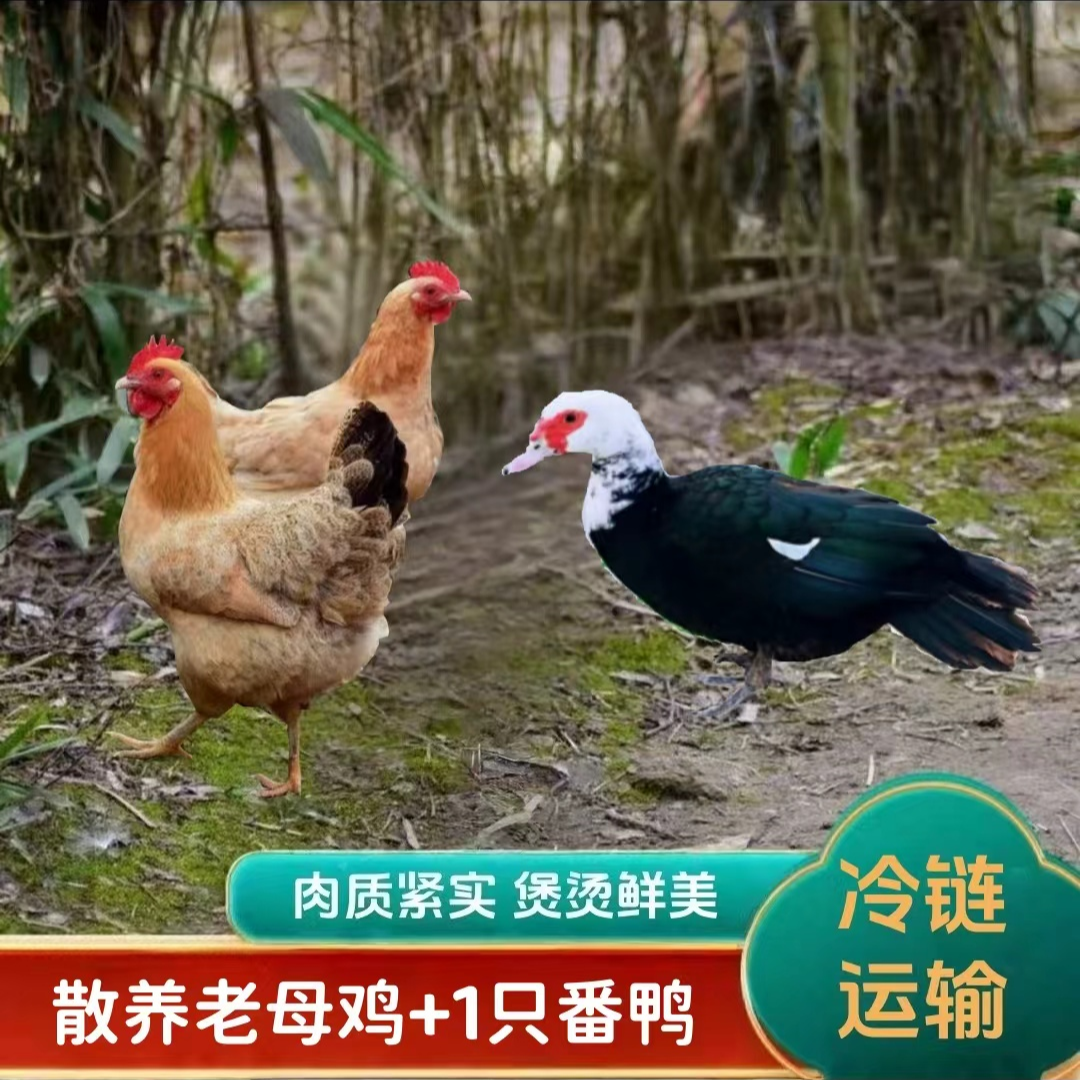 【农家土鸡】3只2年老母鸡+1只番鸭 共4只净重共10-11斤 支持试吃 